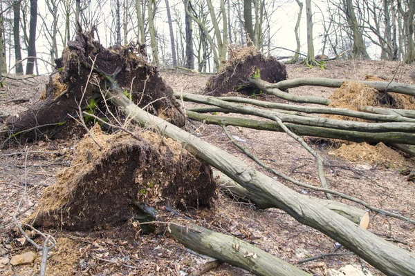 Выкорчеванные деревья после бури — стоковое фото