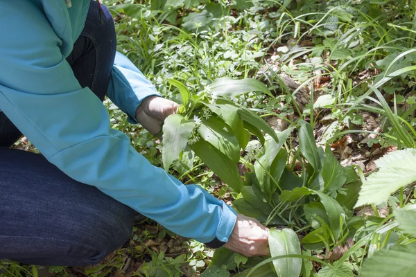 Yakın çekim el ramsons hasat — Stok fotoğraf