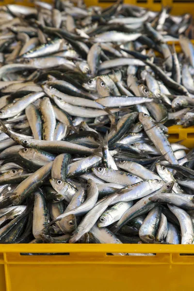 Färska sardiner, mackarels fånga i en låda Stockfoto