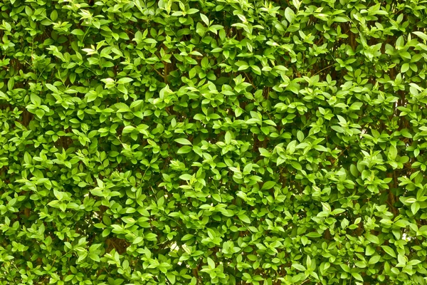 Zöld levelek fal háttér — Stock Fotó