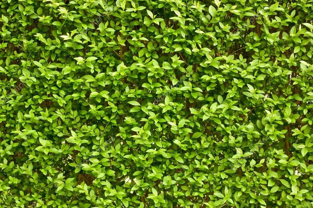 Green leaves wall background Stock Photo by ©mario7 12496387