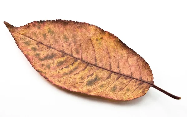 Efteråret blad isoleret på en hvid - Stock-foto