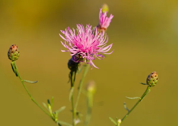 Wildblume rosa — Stockfoto