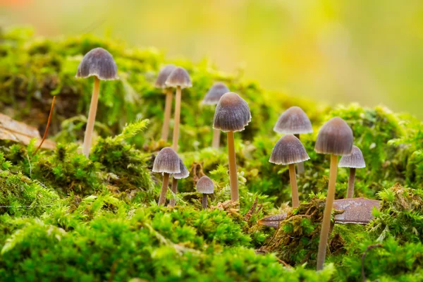 Mushroom — Stock Photo, Image