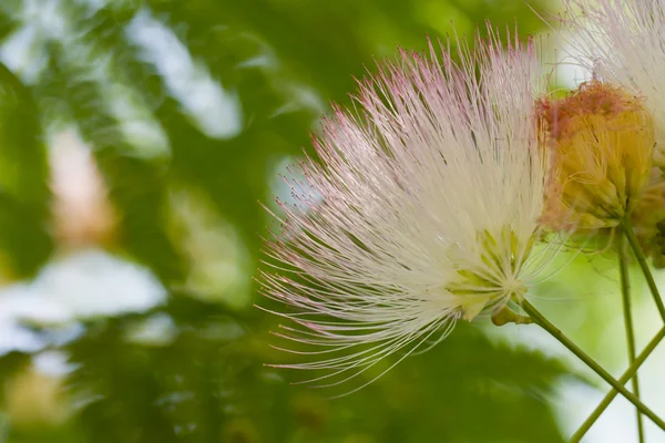 Zijde bloem — Stockfoto