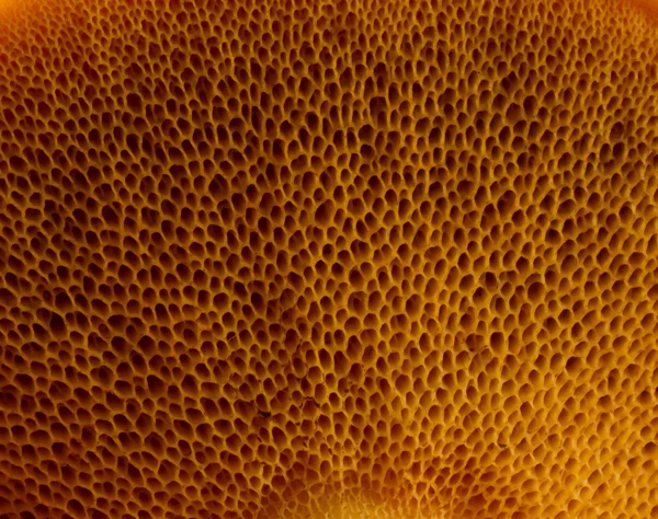 Tekstura grzyb — Zdjęcie stockowe