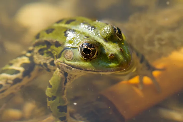 Frosch im Wasser — Stockfoto