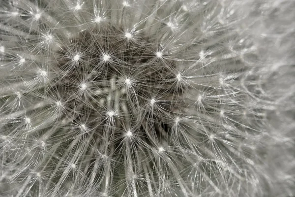 Paardebloem — Stockfoto