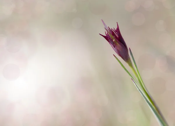 Fundo flor — Fotografia de Stock