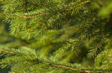 köknar ağacı arka plan