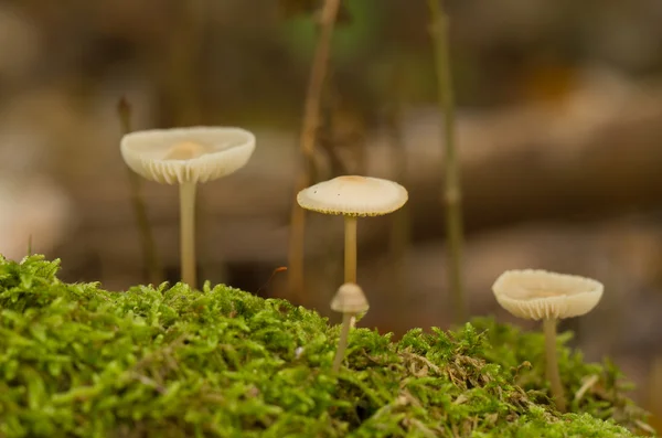 Mushroom — Stock Photo, Image