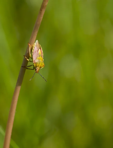 Bug wandering — Stock Photo, Image