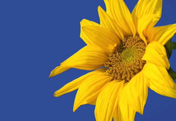 Соняшник шпалерами синього кольору — стокове фото