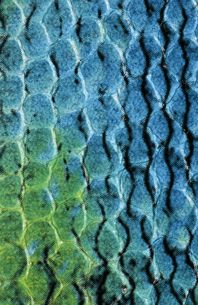 爬虫類の皮膚 — ストック写真