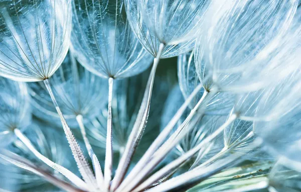 Flower macro — Stock Photo, Image