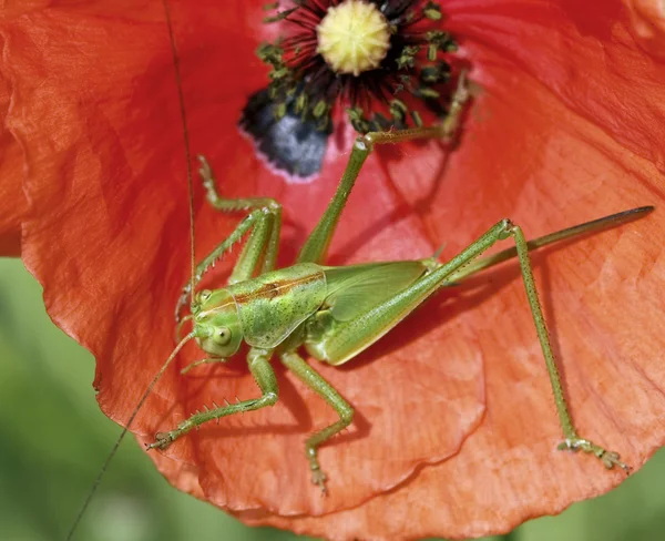 Locust egy piros pipacs — Stock Fotó