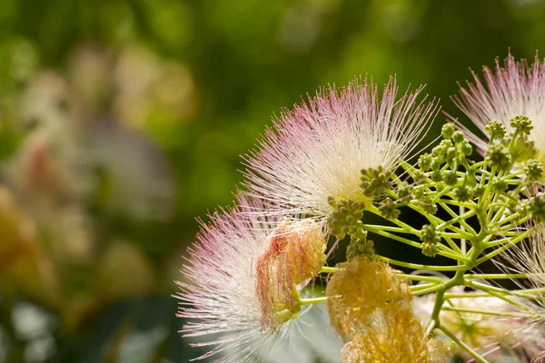 Шелковый цветок — стоковое фото