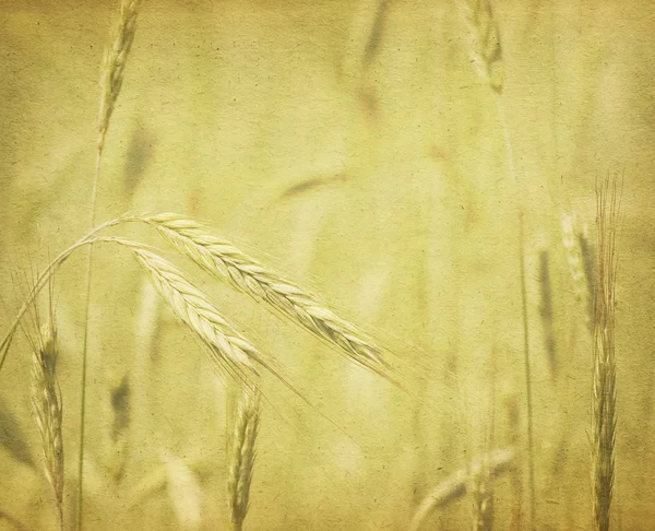 Campo di grano, texture di carta vintage — Foto Stock