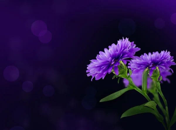 Blomma — Stockfoto
