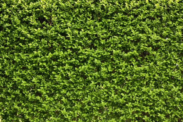 Green leaves