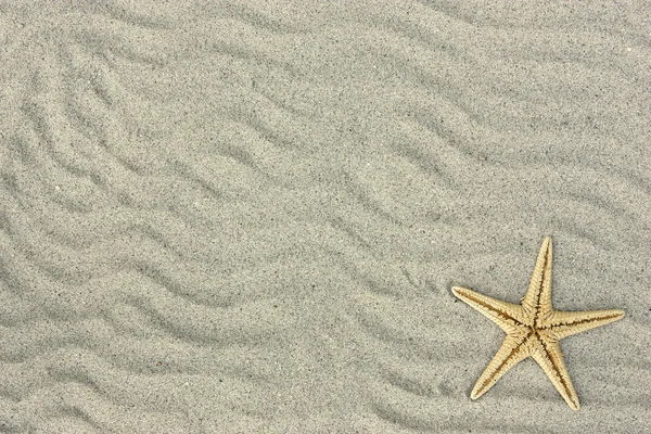 Sterfish in het zand — Stockfoto
