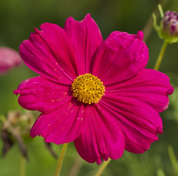 Kosmos blomma — Stockfoto