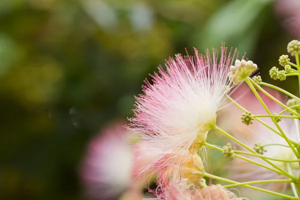 Flor — Fotografia de Stock