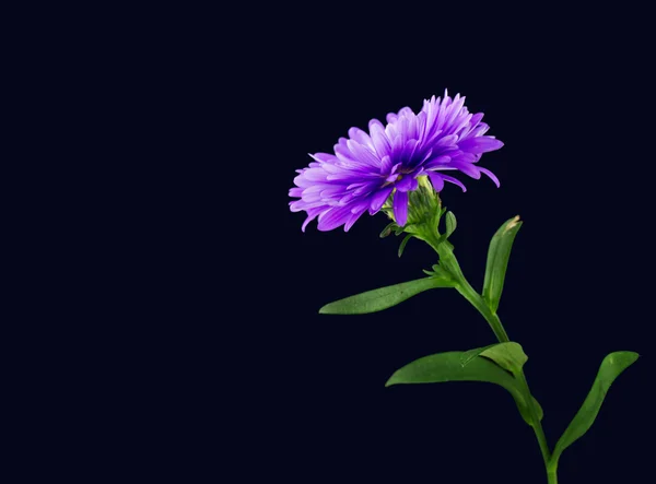 Fleur bleu — Photo