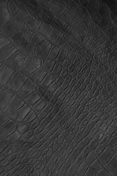 Crocodile leather — Stock Photo, Image