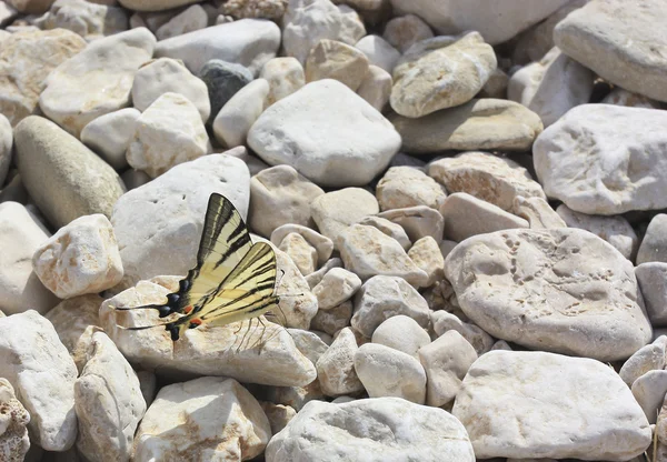 Butterfly — Stock Photo, Image