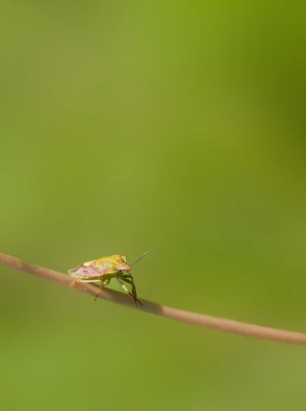 Bug with soft background — Stock Photo, Image