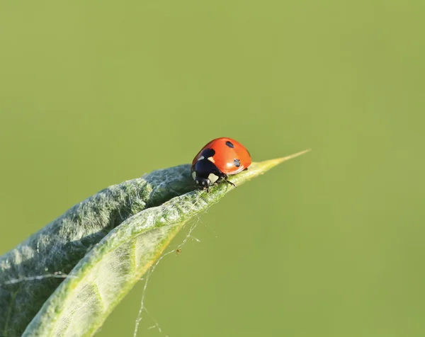 Marienkäfer — Stockfoto