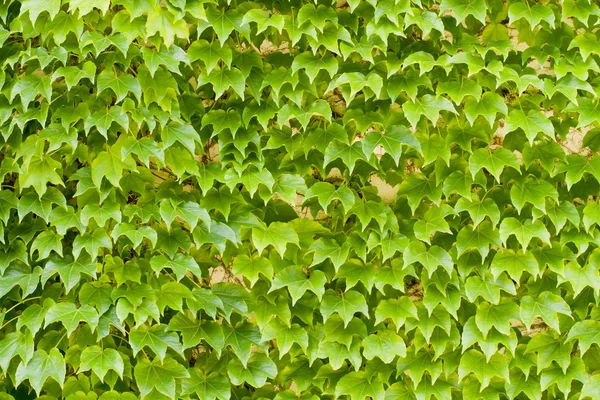 Groene bladeren achtergrond — Stockfoto