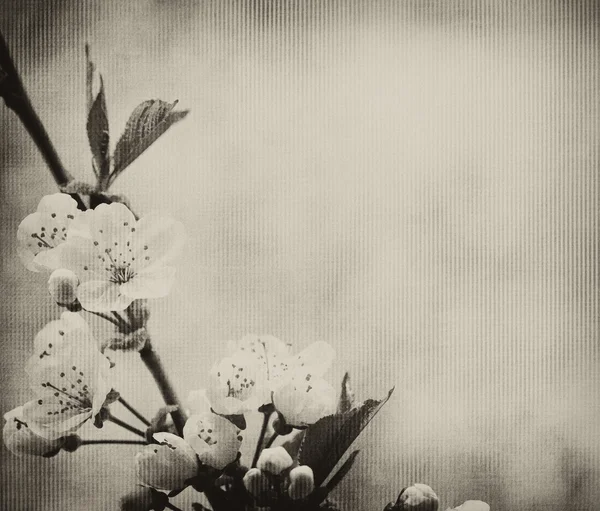 Papel vintage com flores de cereja — Fotografia de Stock