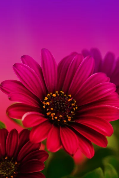 Rote Blume — Stockfoto