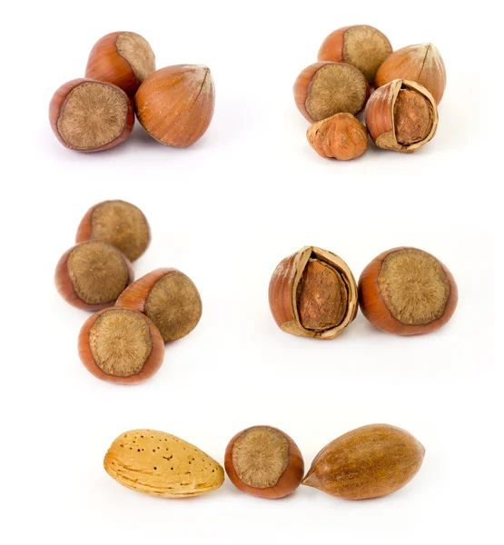 Sběr ořechů — Stock fotografie