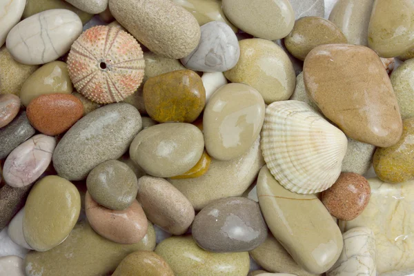 Pebble and sea urchin — Stock Photo, Image