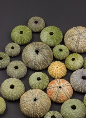 Deniz kestanesi arka plan