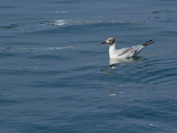 Seagull ett hav — Stockfoto