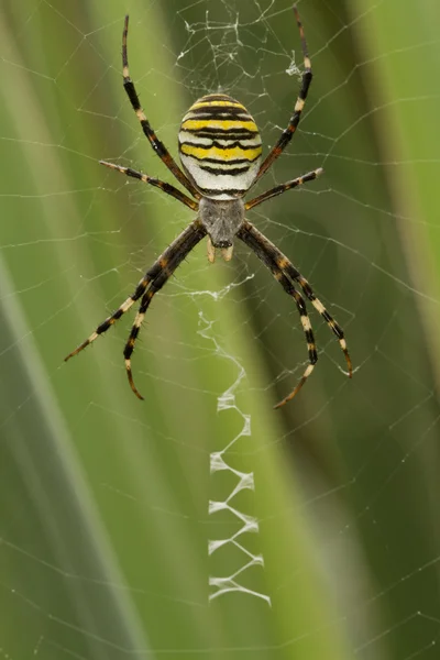 Gelb-schwarze Spinne im Spinnennetz — Stockfoto