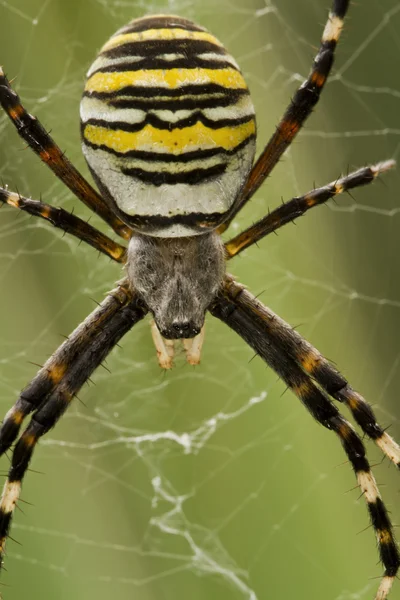 Yellow-black spider — Stock Photo, Image