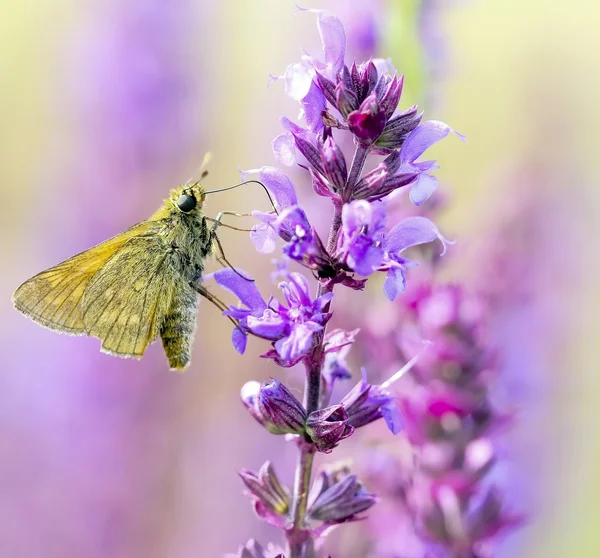 Papillon une fleur rose — Photo