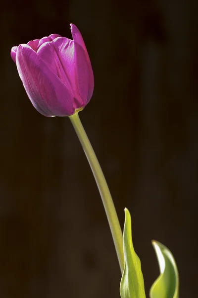 Fialový Tulipán — Stock fotografie