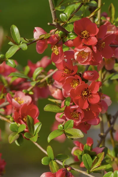 Röda blommor — Stockfoto