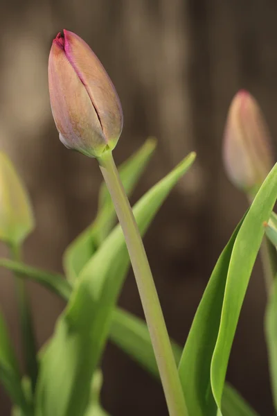 Fondo tulipán — Foto de Stock