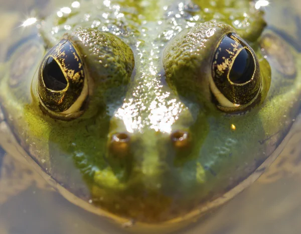 Frosch-Nahaufnahme — Stockfoto