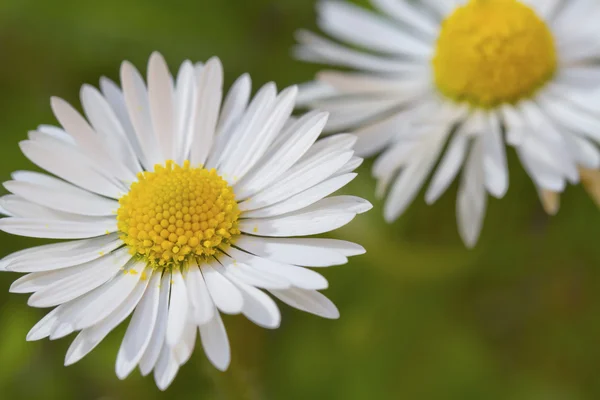 Valkoinen kukka — kuvapankkivalokuva