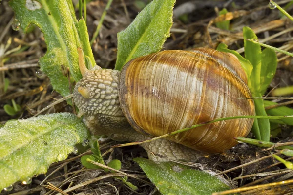 Schnecke und grünes Gras — Stockfoto