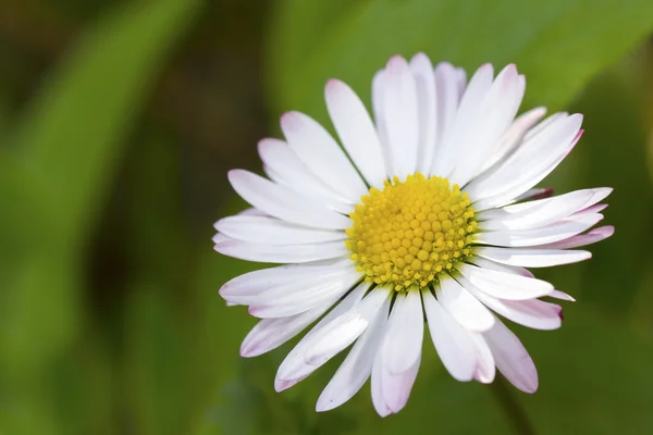 Chamomille — Stockfoto