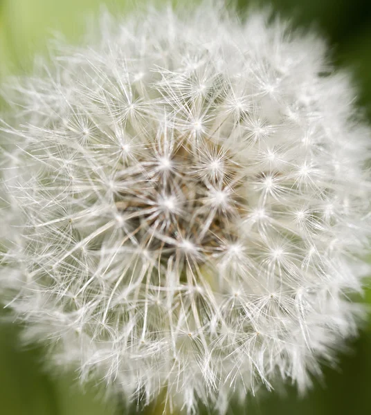 Paardebloem close-up — Stockfoto